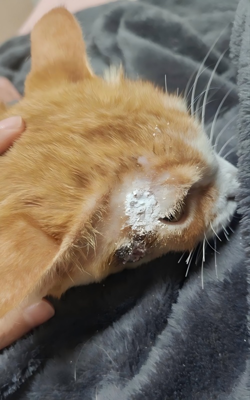 Vetmedix Case Sharing丨Application Case of High-Energy Laser Therapy in Treating Skin Ulceration