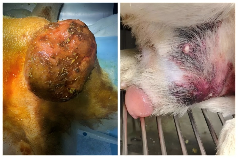 Vetmedix Case Sharing丨Application of High-Energy Laser Therapy in Treating Prostatic Enlargement