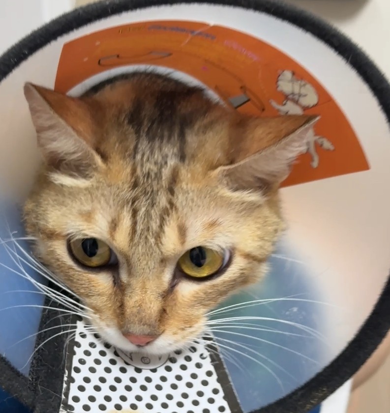 Vetmedix Case Sharing丨Application of High-Energy Laser Therapy in Treating Feline Mammary Engorgement