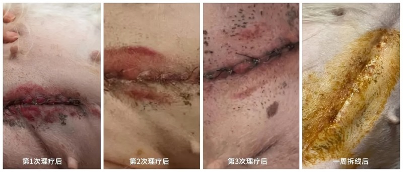 VetMedix Case Study丨Application of High-Power Laser in Accelerating Healing After Pathological Hysterectomy