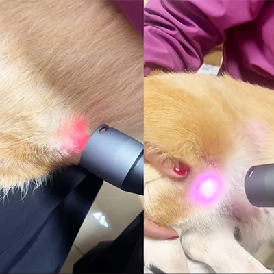 Vetmedix Case Sharing丨Application Case of class 4 laser therapy for Knee Joint Injury + Postoperative Care for Bladder Stones