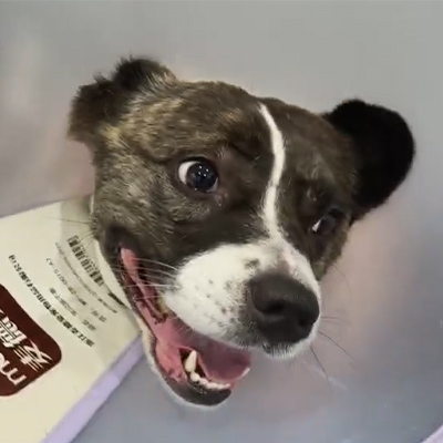 Vetmedix Case Report丨The Use of Veterinary Laser Therapy in Treating Acute Neuritis in a Canine Patient