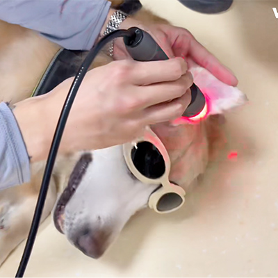VetMedix Case Sharing丨Application Case of Laser Therapy in Treating Aural Hematoma