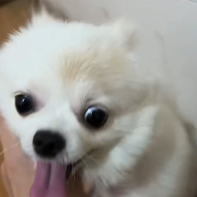 Vetmedix Case Sharing丨Application Case of High-Energy Laser in Treating Canine Ringworm