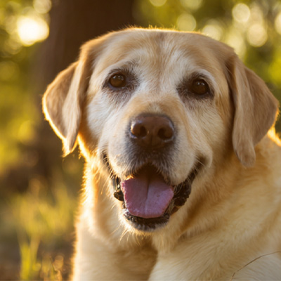 VetMedix Case Sharing丨Application Case of High-Energy Laser Therapy in the Treatment of Postoperative Non-Healing Perianal Tumors