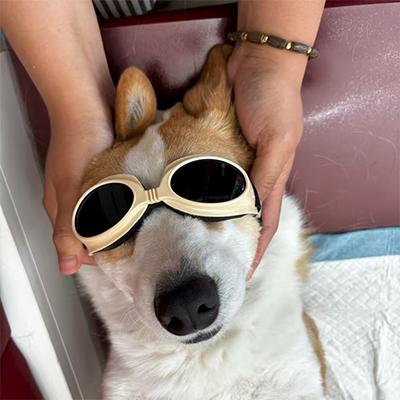 VetMedix Case Sharing丨Application Case of Pet Laser Therapy in Postoperative Care for Bladder Stones